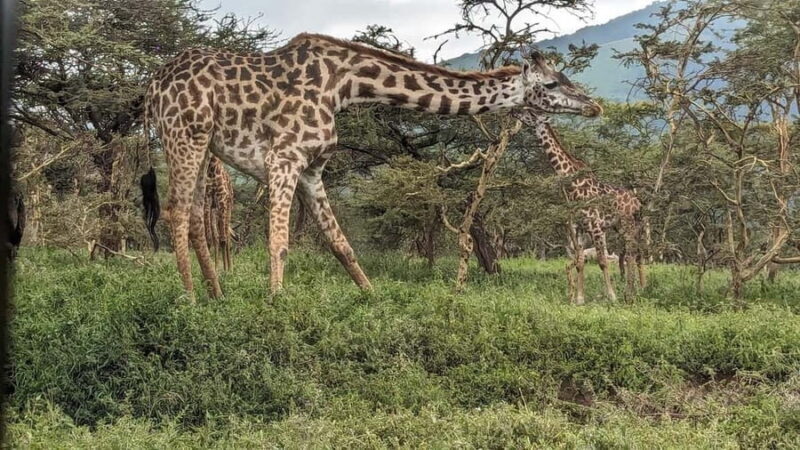Zanzibar: Mikumi National Park Day Trip with Flights - Experience Overview