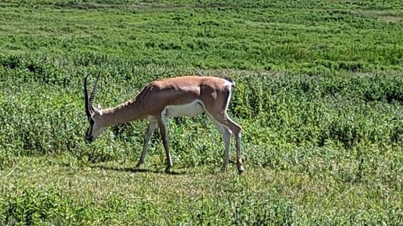 Zanzibar: Mikumi National Park Day Trip with Flights - Practical Considerations