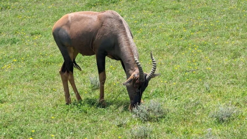 Zanzibar: Mikumi National Park Day Trip with Flights - Final Thoughts