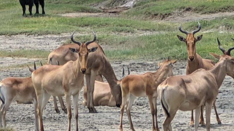 Zanzibar: Mikumi National Park Day Trip with Flights - FAQ