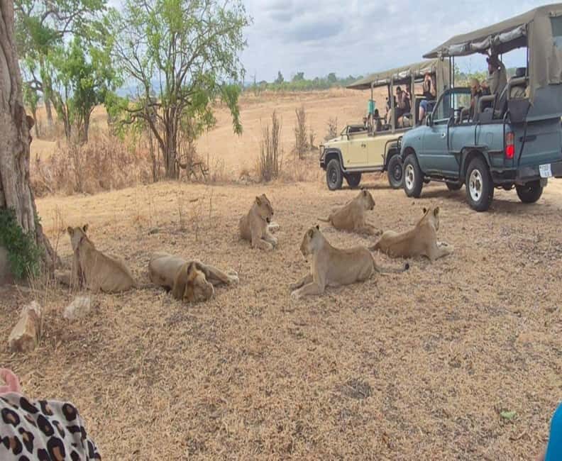 Zanzibar: Mikumi National Park Day Trip with Flights - The Itinerary Breakdown: What to Expect