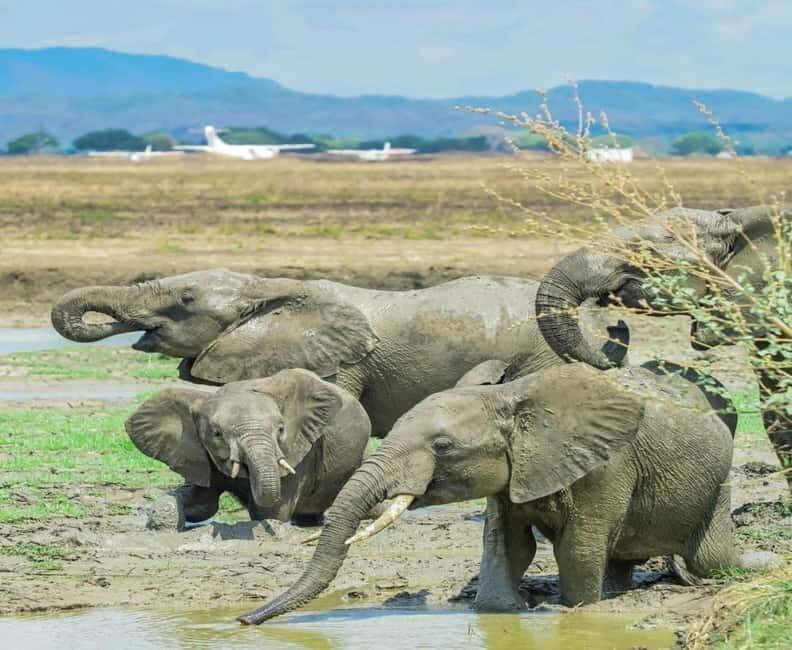 Zanzibar: Mikumi National Park Day Trip with Flights - Who Would Love This Trip?