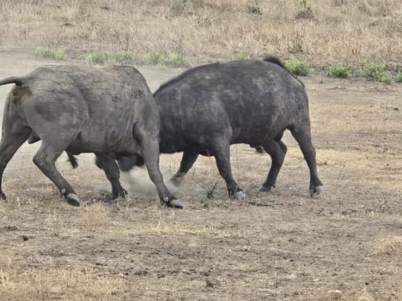 Zanzibar: Mikumi National Park Day Trip with Flights - Practical Tips for Your Trip
