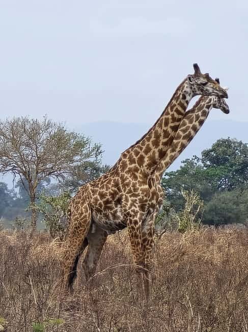 Zanzibar: Mikumi National Park Day Trip with Flights - FAQ: Your Quick Guide to the Mikumi Day Trip