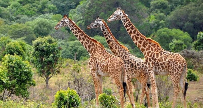 Zanzibar: Mikumi National Park Day Trip with Flights - More About the Experience Provider