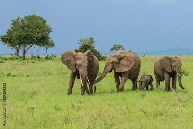 Zanzibar: Mikumi National Park Day Trip with Flights - Key Points