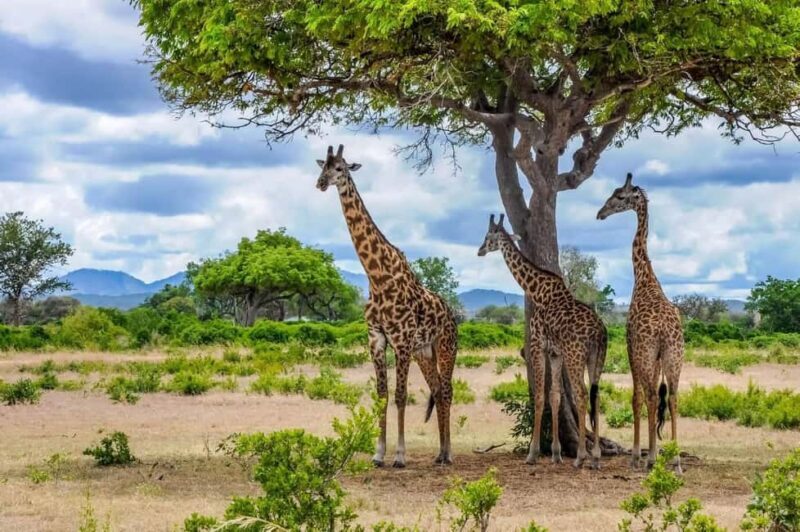 Zanzibar: Mikumi Safari and Udzungwa Waterfall - Overview: From Zanzibar to Wild Tanzania in 2 Days  