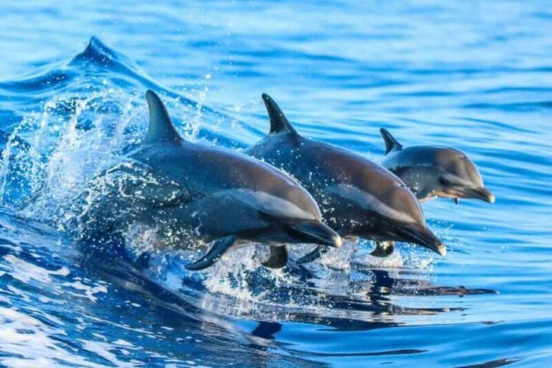 ZANZIBAR: Mnemba: African Maldives Day Tour with Lunch - Snorkeling in Mnemba Atoll: Colorful Reefs & Marine Life