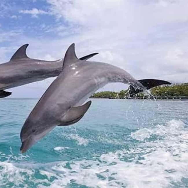 ZANZIBAR: Mnemba: African Maldives Day Tour with Lunch - What’s Included and What to Bring