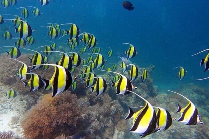 ZANZIBAR: Mnemba: African Maldives Day Tour with Lunch - Final Thoughts: Is This Tour Worth It?