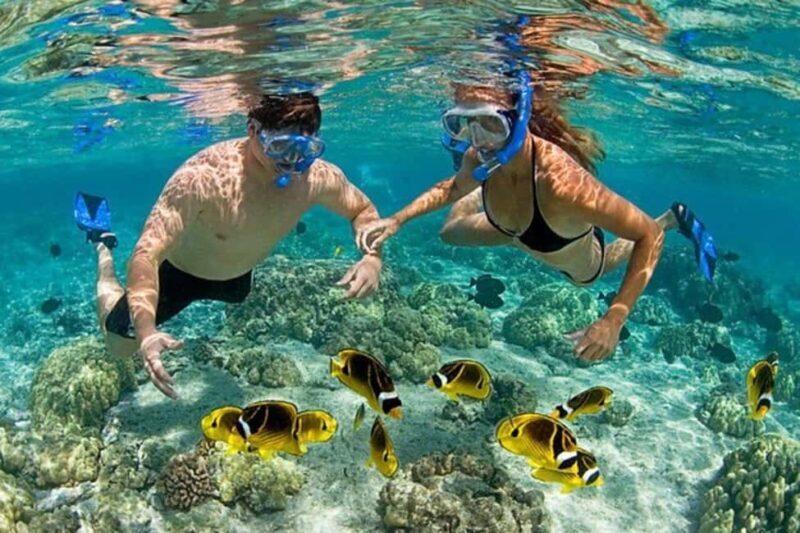 Zanzibar: Mnemba Atoll Dolphin Watching & Snorkeling Tour - Practical Tips for Your Tour Day