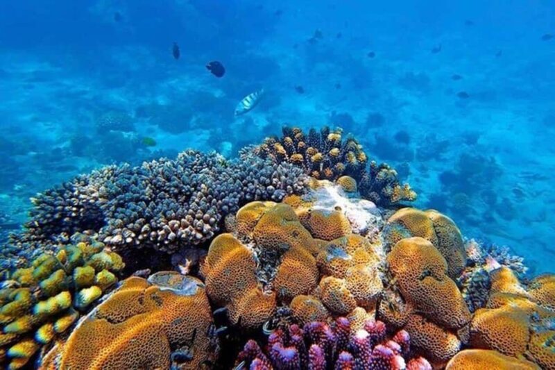Zanzibar: Mnemba Atoll Dolphin Watching & Snorkeling Tour - Final Thoughts