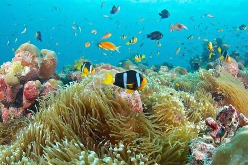 Zanzibar: Mnemba Atoll Dolphin Watching & Snorkeling Tour - FAQ