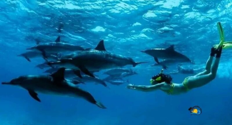Zanzibar: Mnemba Atoll Swimming & Snorkeling with Dolphins - Key Points