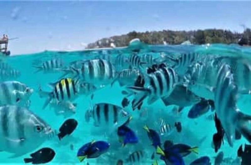 Zanzibar: Mnemba Dolphin Tour & Stone Town Walking Tour - A Closer Look at the Tour Itinerary