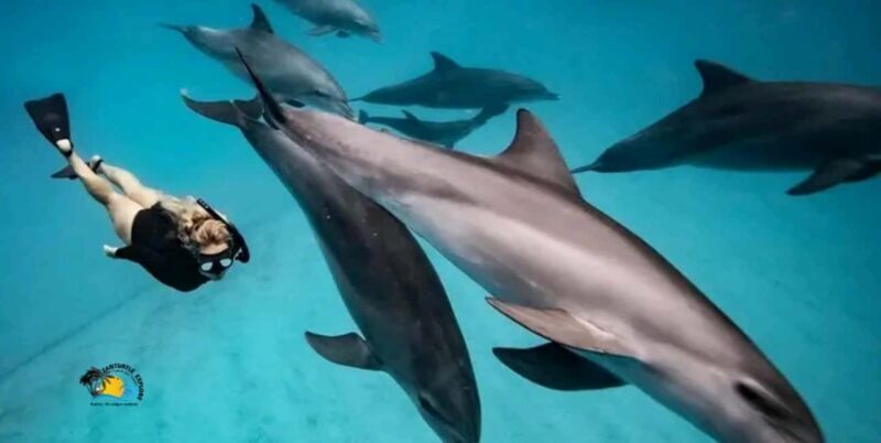 Zanzibar: Mnemba Dolphins and Snorkeling Tour - Why the Tour Offers Great Value