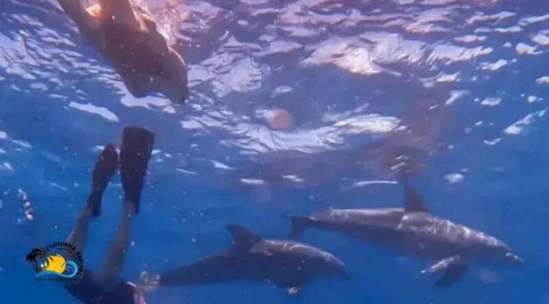 Zanzibar: Mnemba Dolphins & Sunset Dhow Cruise with Lunch - An In-Depth Look at the Experience