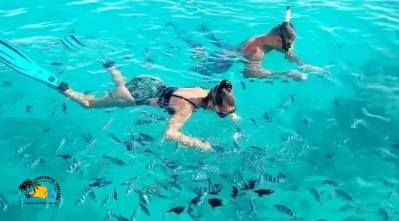 Zanzibar: Mnemba Dolphins & Sunset Dhow Cruise with Lunch - Who Will Love This Tour?