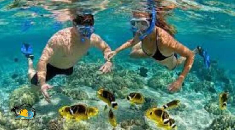 Zanzibar: Mnemba Dolphins Tour and Sunset Dhow Cruise - Practical Details & Tips  
