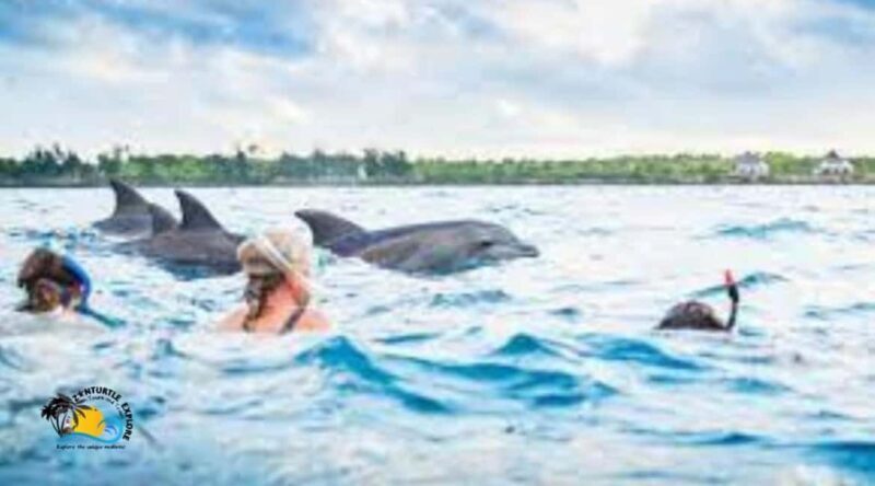 Zanzibar: Mnemba Dolphins Tour and Sunset Dhow Cruise - FAQ