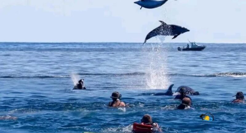 Zanzibar: Mnemba Dolphins Tour with Snorkeling and Sandbank - The Value for Money