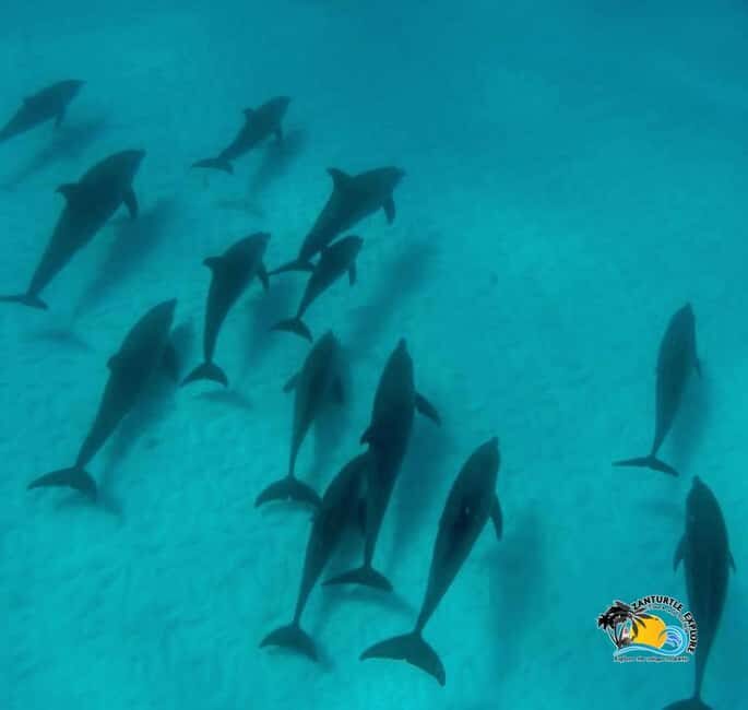 Zanzibar: Mnemba Dolphins Tour with Snorkeling and Sandbank - Who Is This Tour Best For?