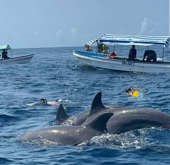 Zanzibar: Mnemba Dolphins Tour with Snorkeling and Sandbank - Final Thoughts