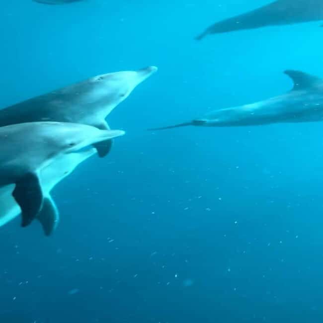 Zanzibar: Mnemba Island Dolphin and Snorkeling Tour - An Authentic Look at Zanzibar’s Marine Paradise