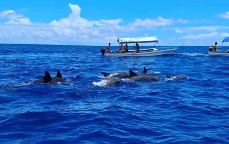 Zanzibar: Mnemba Island Dolphin & Snorkeling Boat Trip - Key Points
