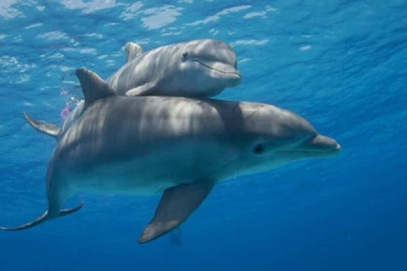 Zanzibar: Mnemba Island Dolphin & Snorkeling Tour - Key Points