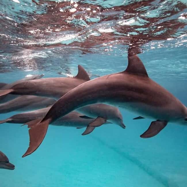 Zanzibar: Mnemba Island Dolphin & Snorkeling Tour - Final Thoughts