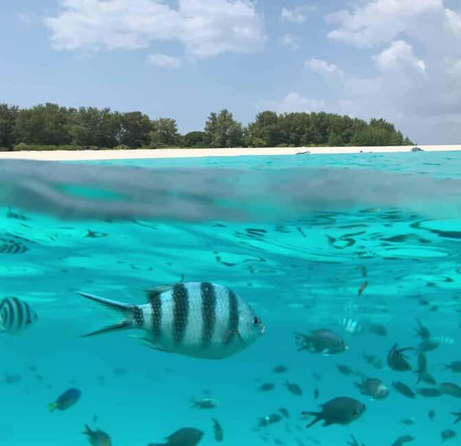 Zanzibar: Mnemba Island & Dolphin Swim with option lunch - Key Points