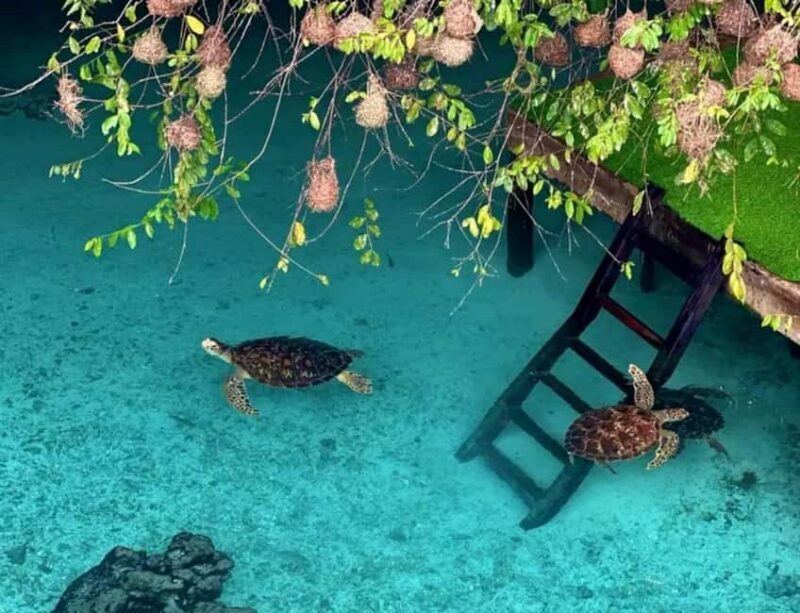 Zanzibar: Mnemba Island, Jozani Forest, and Salaam Cave Tour - Key Points