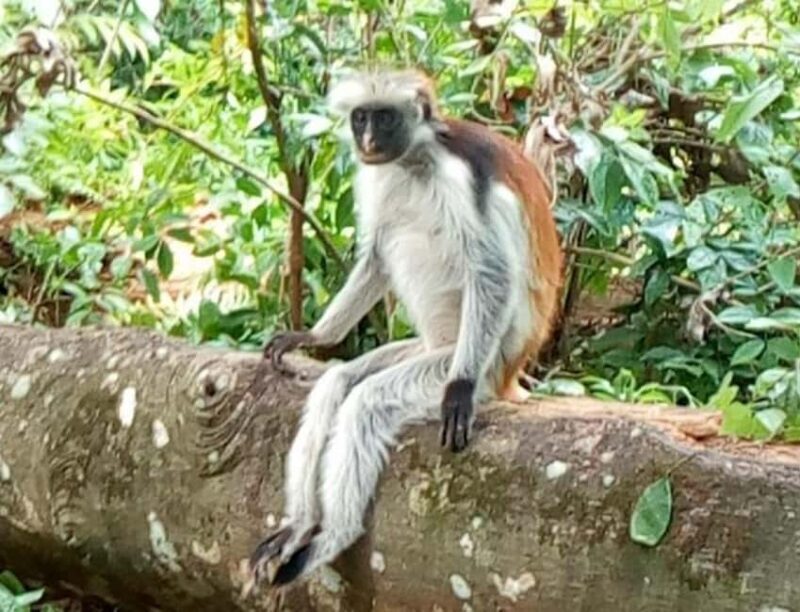 Zanzibar: Mnemba Island, Jozani Forest, and Salaam Cave Tour - Practical Details and Considerations
