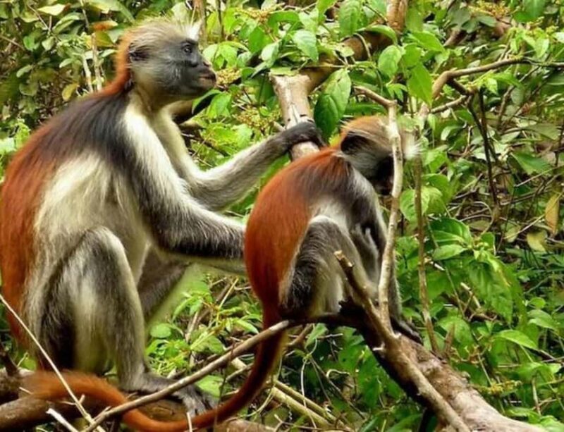 Zanzibar: Mnemba Island, Jozani Forest, and Salaam Cave Tour - Authentic Insights from Reviews