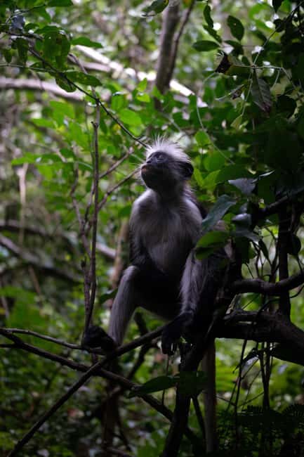 ZANZIBAR: Mnemba Island, Jozani Forest & Sea Turtles - Authentic Experiences and Reviews