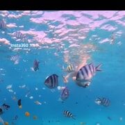 ZANZIBAR: Mnemba Island, Jozani Forest & Sea Turtles - FAQ