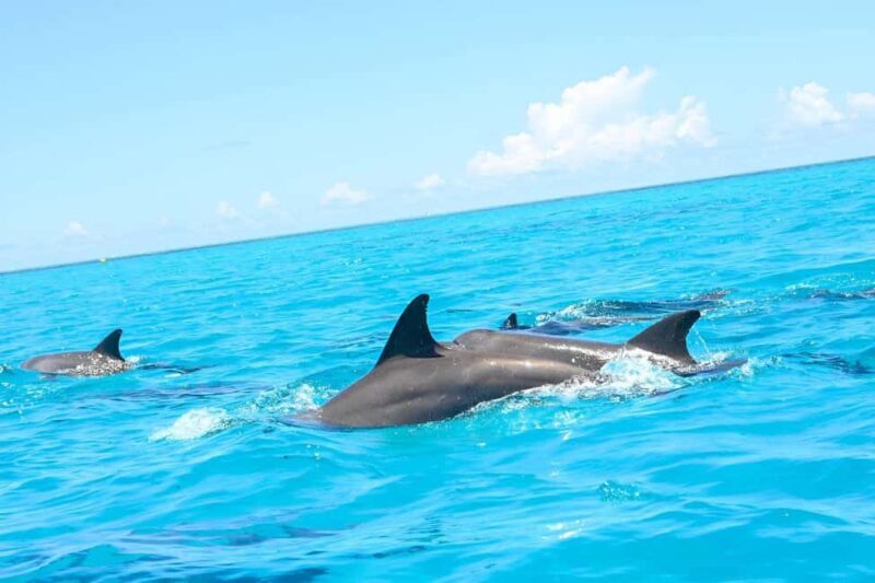 Zanzibar: Mnemba Island, Prison Island and Stone Town Tour - Who Is This Tour Best For?