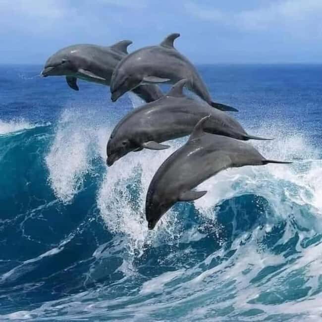 Zanzibar: Mnemba Island, Sea turtles Aquarium & Nungwi Zoo - Transportation and Comfort