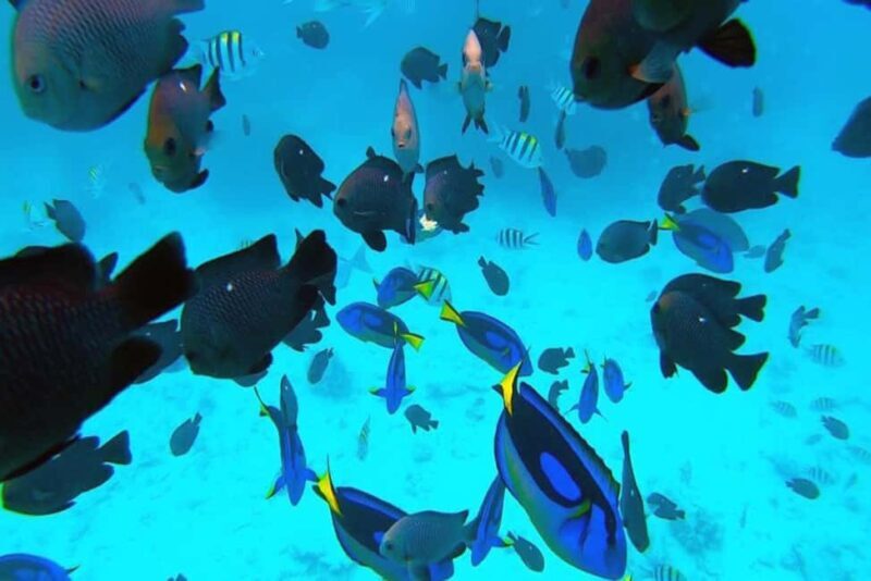 Zanzibar: Mnemba Island Snorkeling and Dolphin Adventure - What Is the Mnemba Island Snorkeling and Dolphin Adventure?