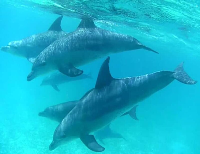 Zanzibar: Mnemba Island Snorkeling and Dolphin Adventure - Frequently Asked Questions
