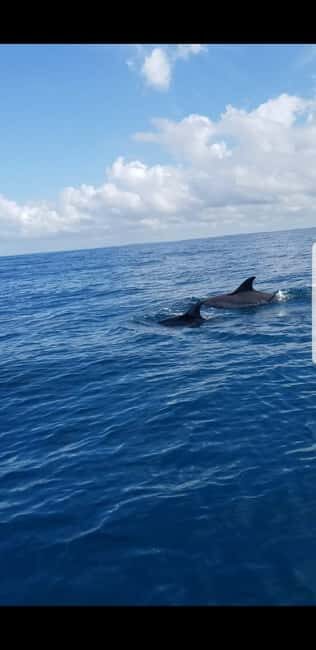 Zanzibar: Mnemba Island Snorkeling and Dolphin Tour - Key Points