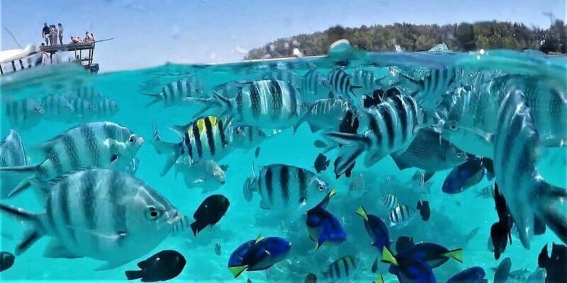 Zanzibar: Mnemba Island Snorkeling and Dolphin Tour - Authentic Experiences and Insights from Reviewers