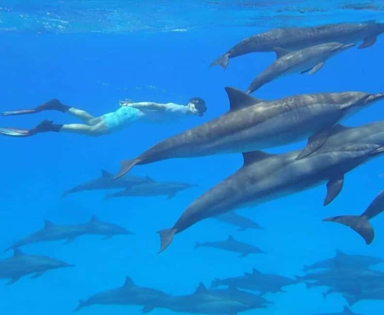 Zanzibar: Mnemba Island Snorkeling and Dolphin Watching - Key Points