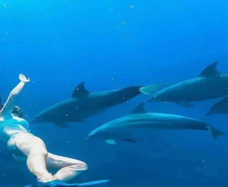 Zanzibar: Mnemba Island Snorkeling and Dolphin Watching - Authentic Insights from Reviews