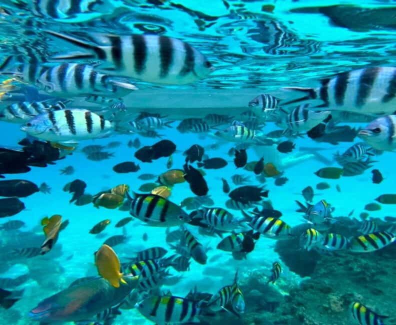 Zanzibar: Mnemba Island Snorkeling and Dolphin Watching - The Sum Up
