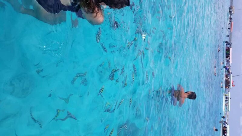 Zanzibar: Mnemba Island Snorkeling & Dolphin - An In-Depth Look at the Tour Experience