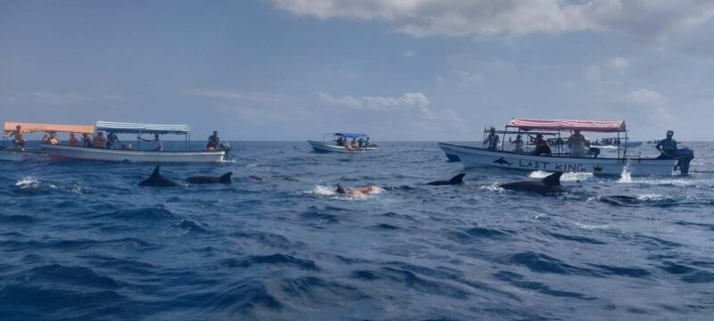 Zanzibar: Mnemba Island Snorkeling & Dolphin - What Reviewers Say: Authentic Insights
