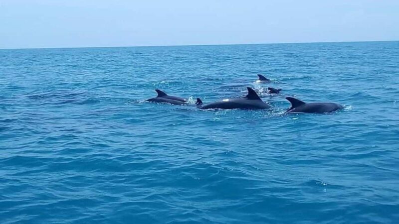 Zanzibar: Mnemba Island Snorkelling and Dolphin Tour. - Zanzibar: Mnemba Island Snorkelling and Dolphin Tour — A Detailed Review
