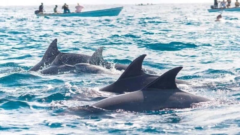 Zanzibar: Mnemba Island Snorkelling and Dolphin Tour. - What to Expect: A Closer Look